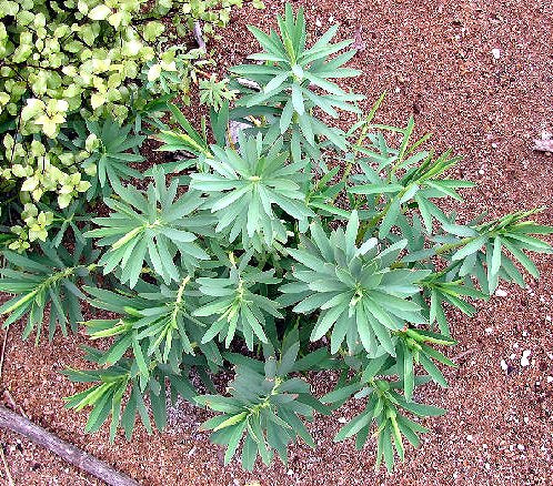 Euphorbia Glauca