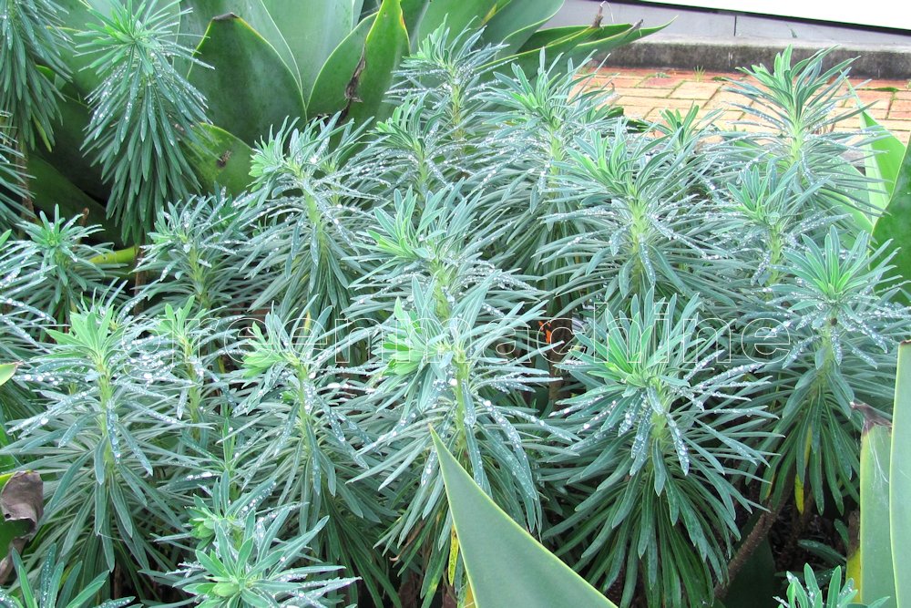 Euphorbia Glauca