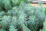 5x Euphorbia Glauca - $10.99 each