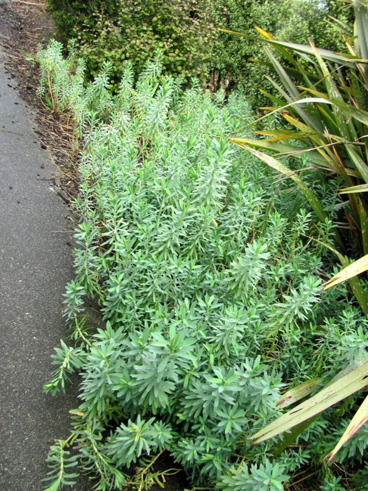 25x Low Growing Native Combo - $4.99 each