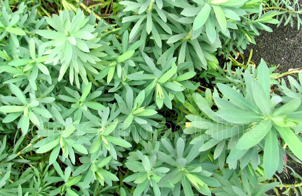 25x Low Growing Native Combo - $4.99 each