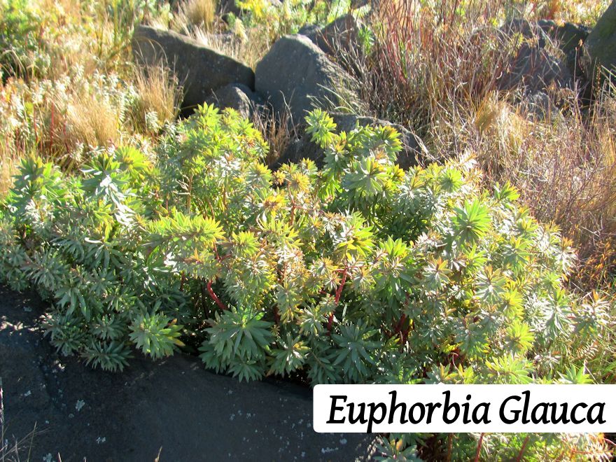 50x Low Growing Native Combo - $4.99 each