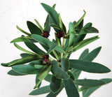 Euphorbia Glauca