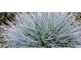 10x Blue Tussock - just $2.99c