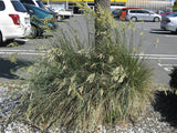 100x Blue Tussock - just $2.99 each