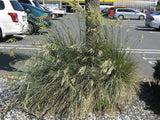 10x Blue Tussock - just $2.99c