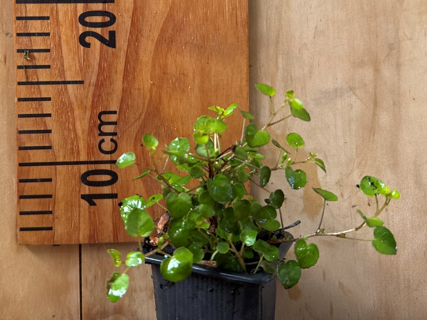 5x Fuchsia procumbens - $5.99 each