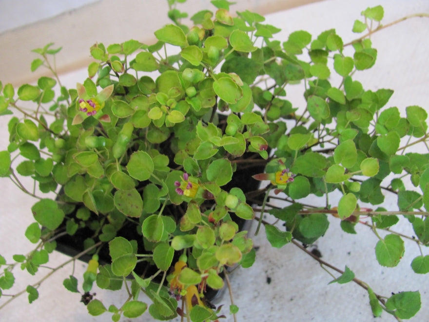 5x Fuchsia procumbens - $5.99 each