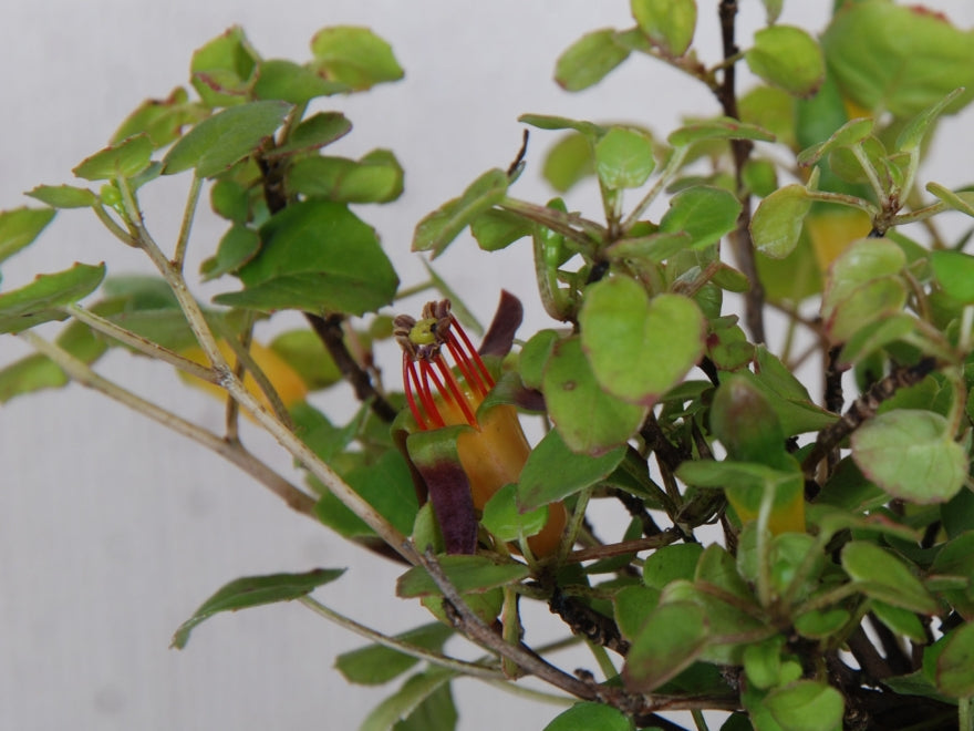 Fuchsia procumbens