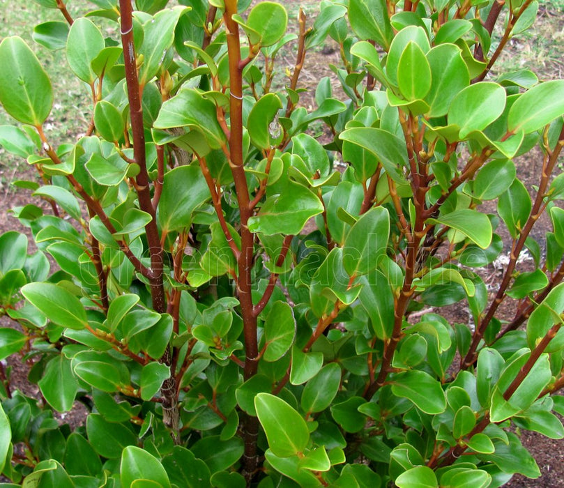 5x Red Stemmed Broadleaf - $6.99 each