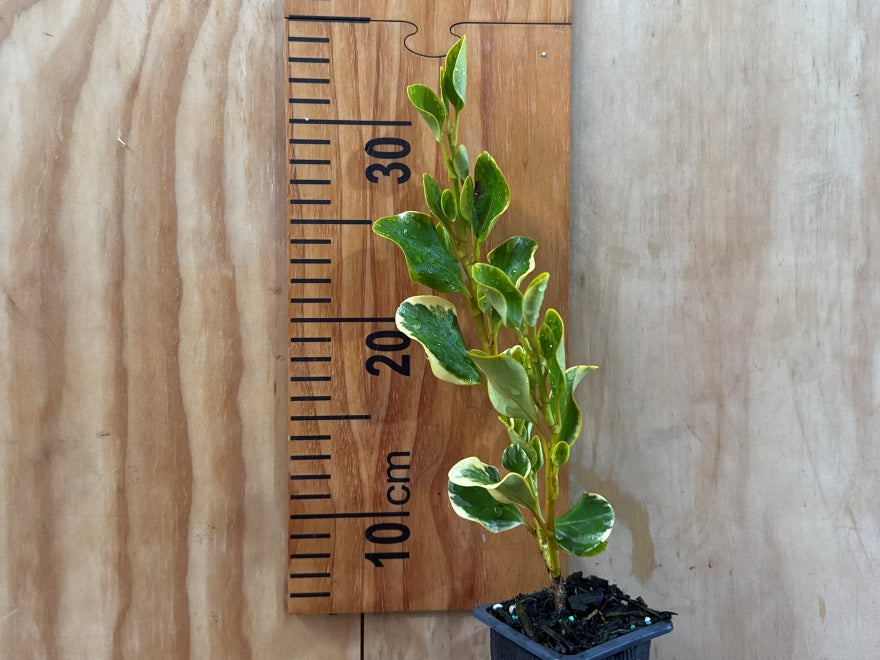 5x Variegated Broadleaf - $9.99