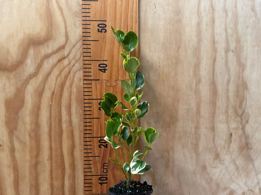 Grisilinea Variegata