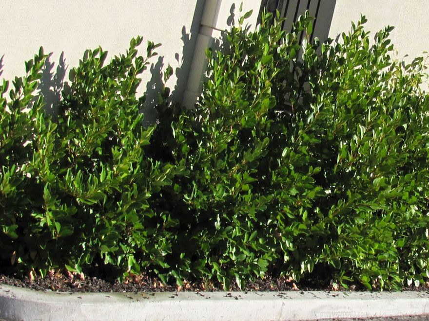 100x Shelter Combo - $2.99 trees & shrubs