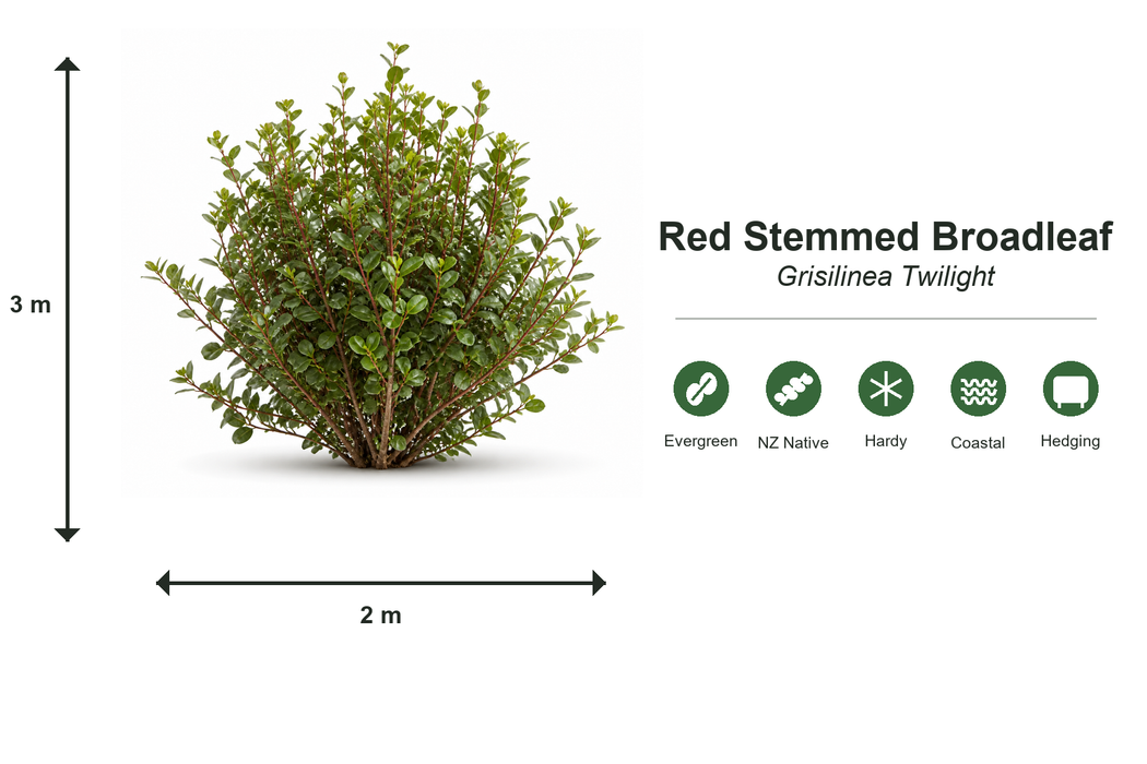 25x Red Stemmed Broadleaf - $5.99 each