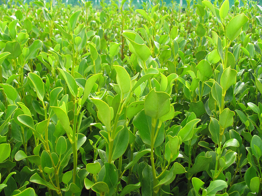 25x Broadleaf Broadway Mint - $9.99 each