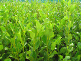 100x Broadleaf - $4.99 each