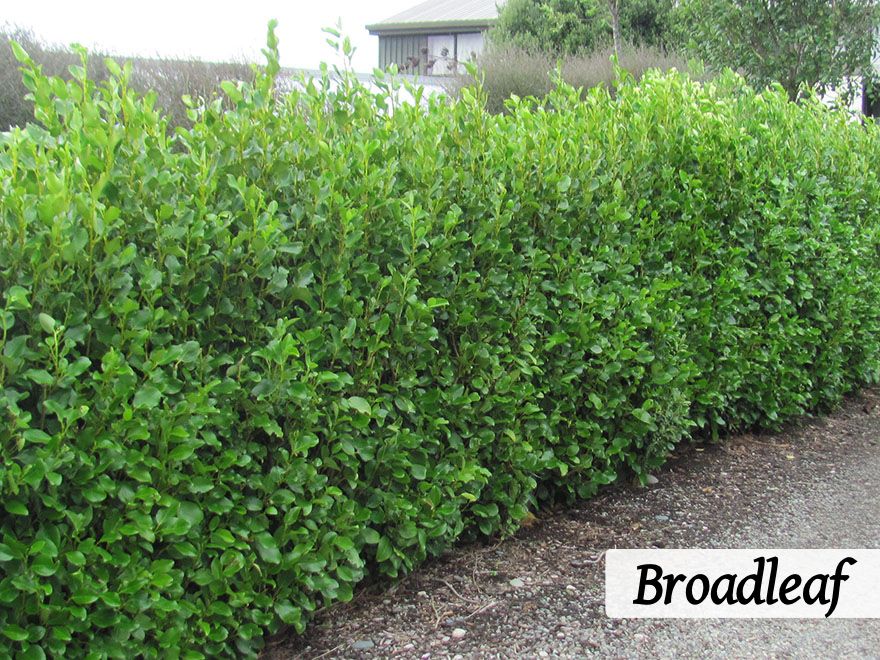 500x Farm Shelter Combo - $3.99 trees & shrubs