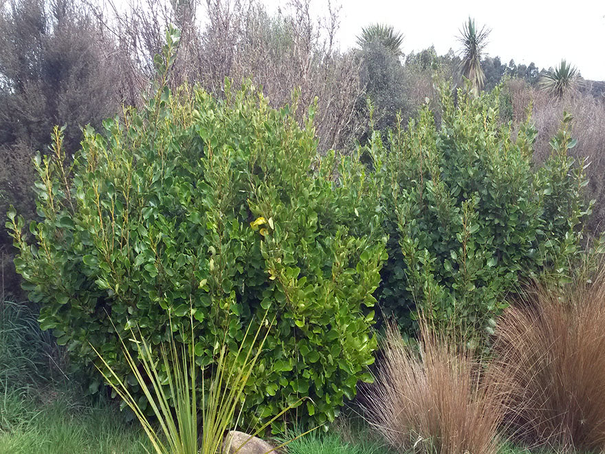 Griselinea Littoralis