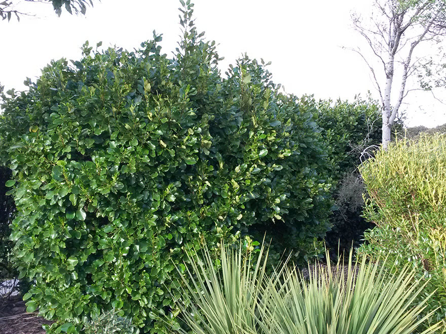 100x Farm Shelter Combo - $3.99 trees & shrubs