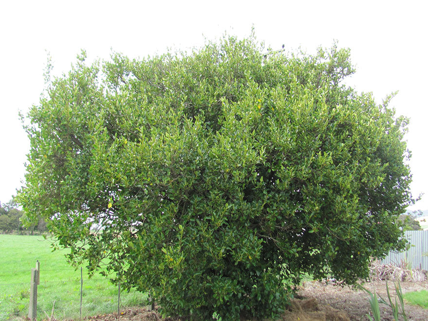 250x Shelter Combo - $2.99 NZ trees & shrubs