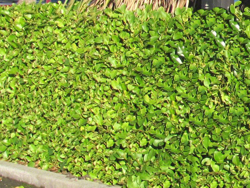 25x Broadleaf Broadway Mint - $9.99 each