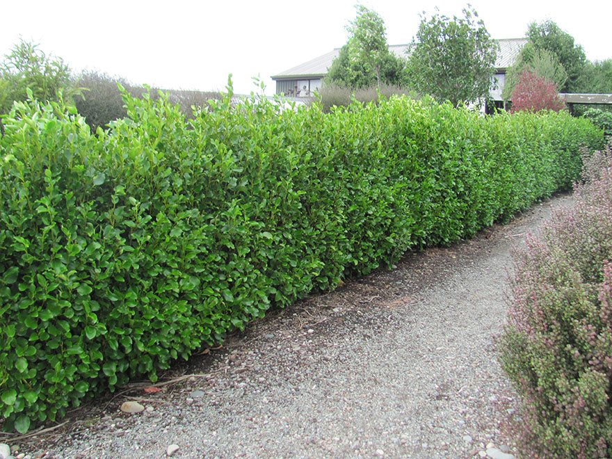 5x Grisilinea Broadway Mint - $7.99 each