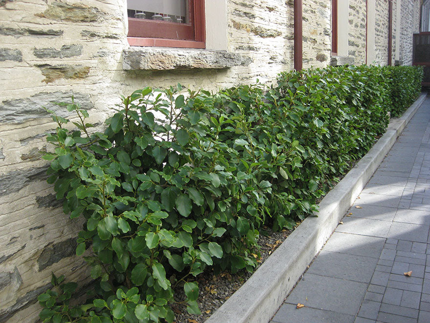 100x Broadleaf - $3.99 each