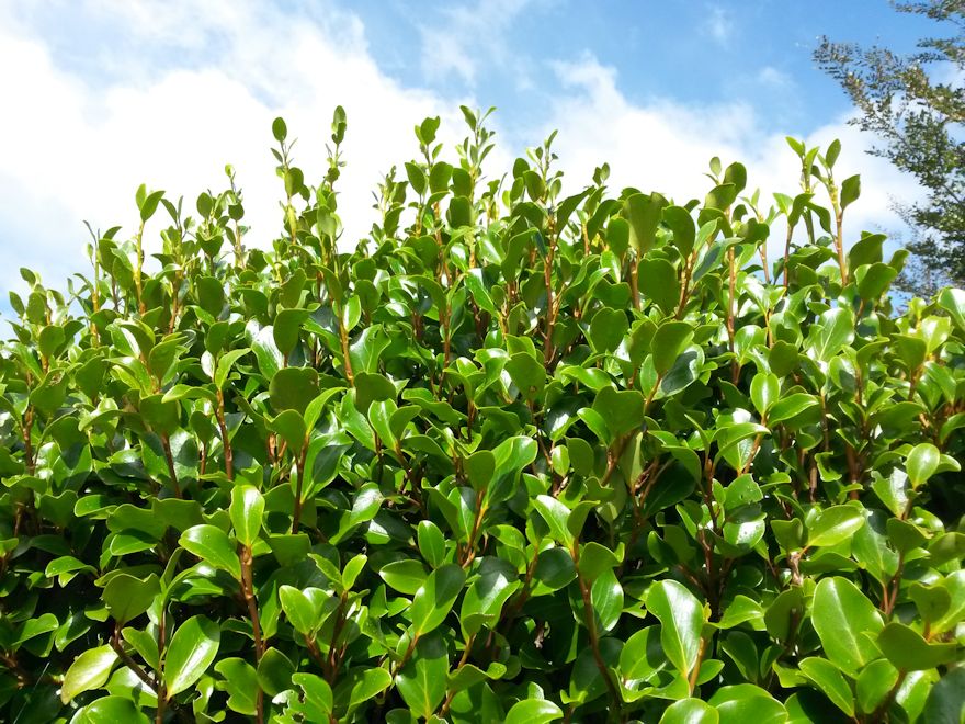 100x Red Stemmed Broadleaf - $4.99 each