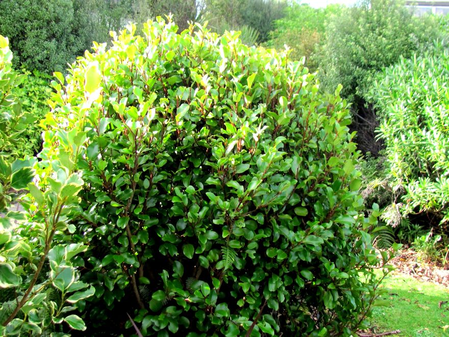5x Red Stemmed Broadleaf - $6.99 each