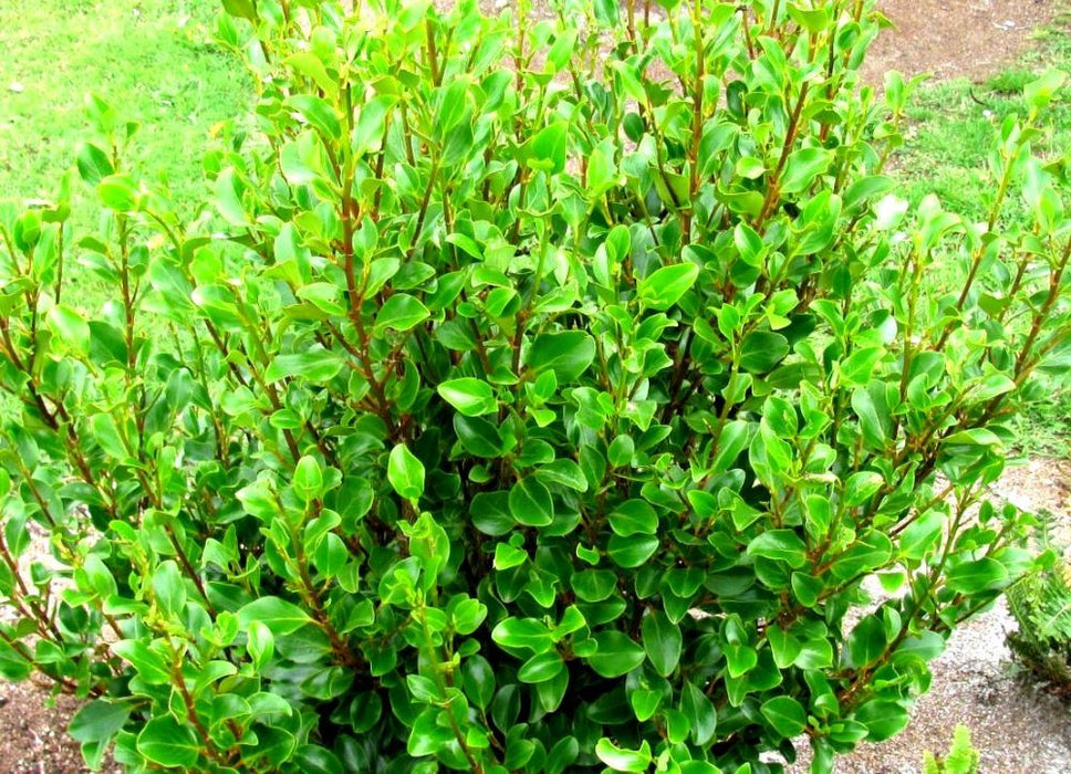25x Red Stemmed Broadleaf - $6.99 each