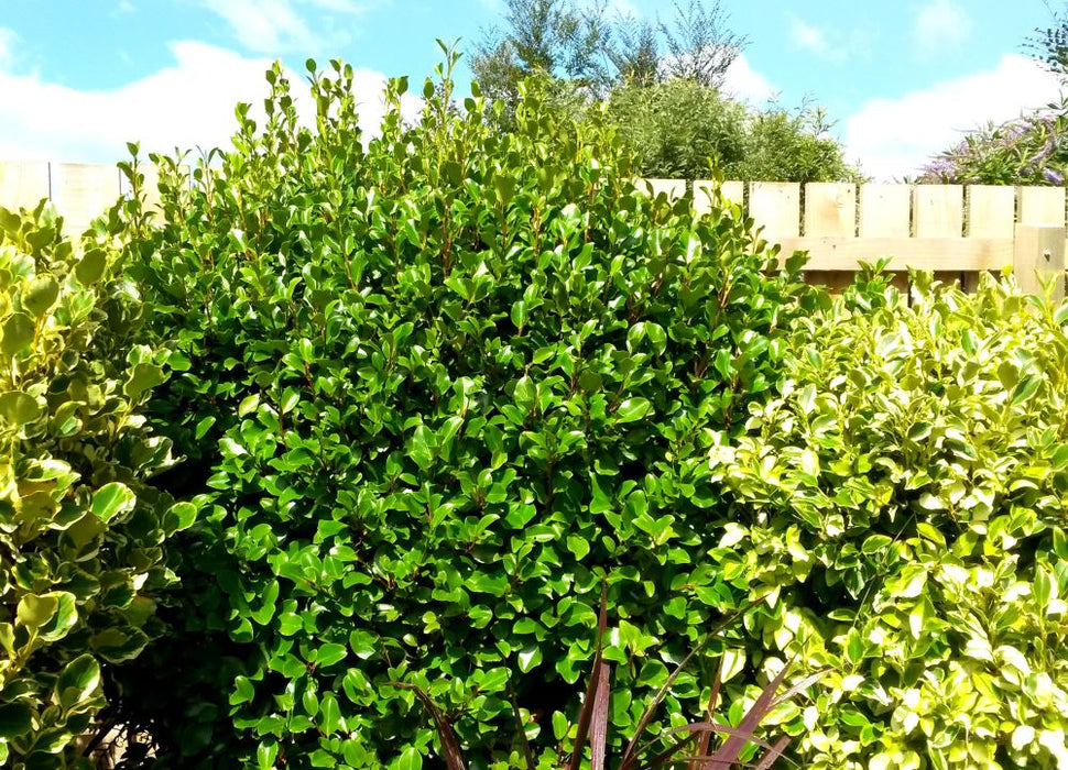 25x Red Stemmed Broadleaf - $6.99 each