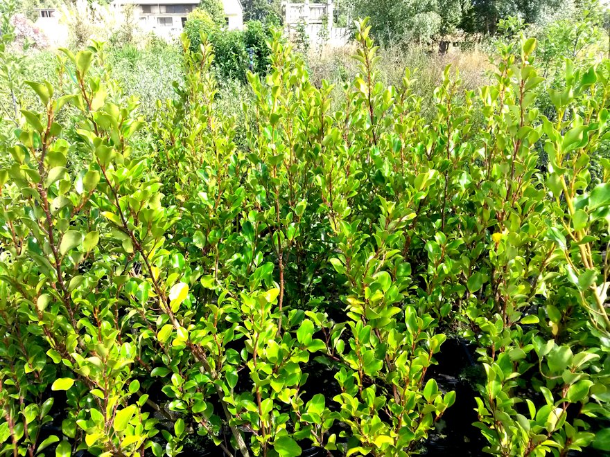 25x Red Stemmed Broadleaf - $6.99 each