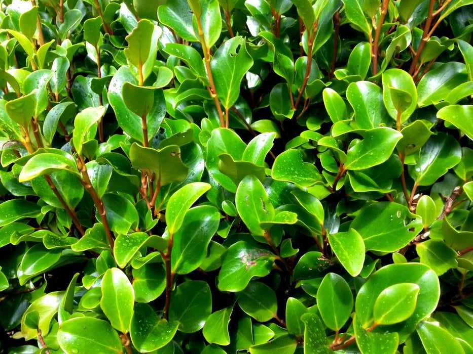 25x Red Stemmed Broadleaf - $8.99 each