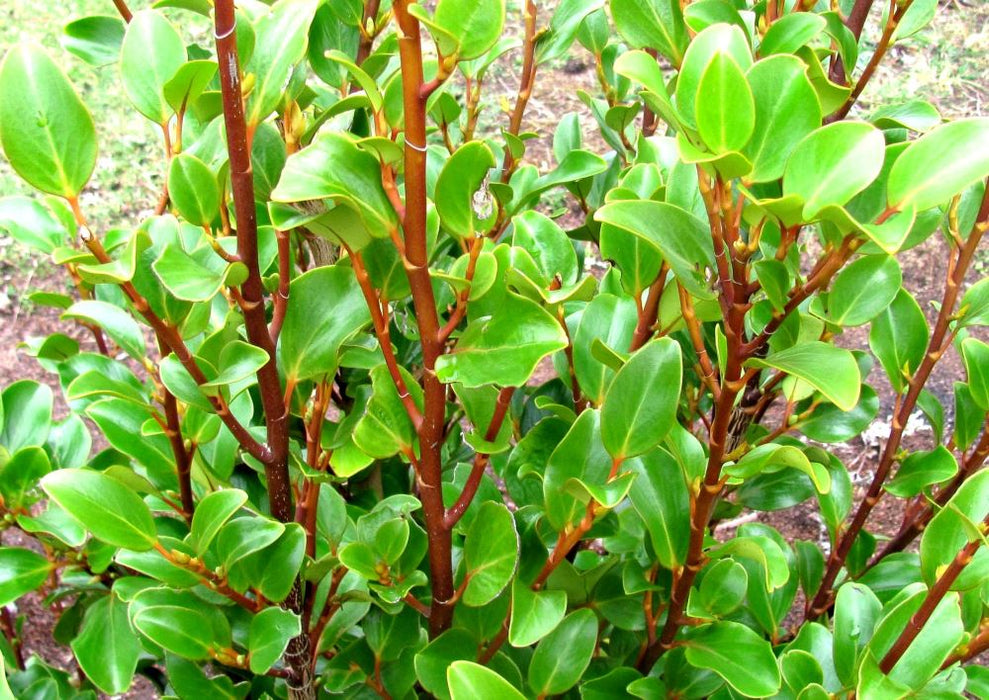 25x Red Stemmed Broadleaf - $6.99 each