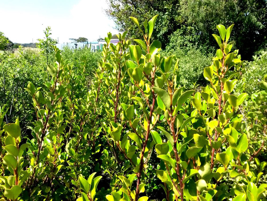 25x Red Stemmed Broadleaf - $8.99 each