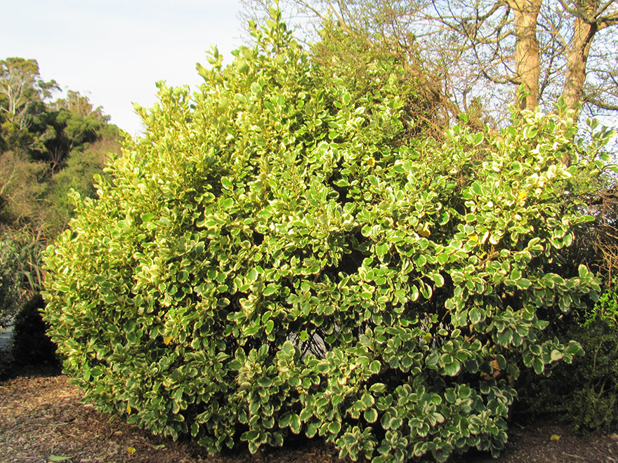 5x Broadleaf Variegated - $10.99 each