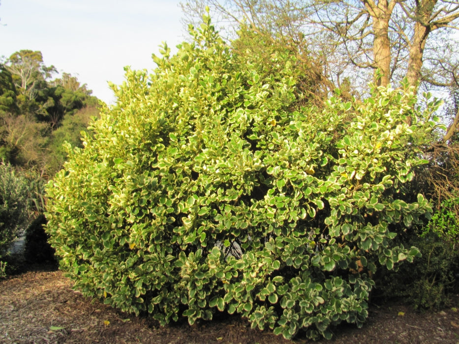 Griselinia Variegata