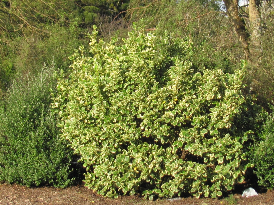 25x Variegated Broadleaf - $5.99 each