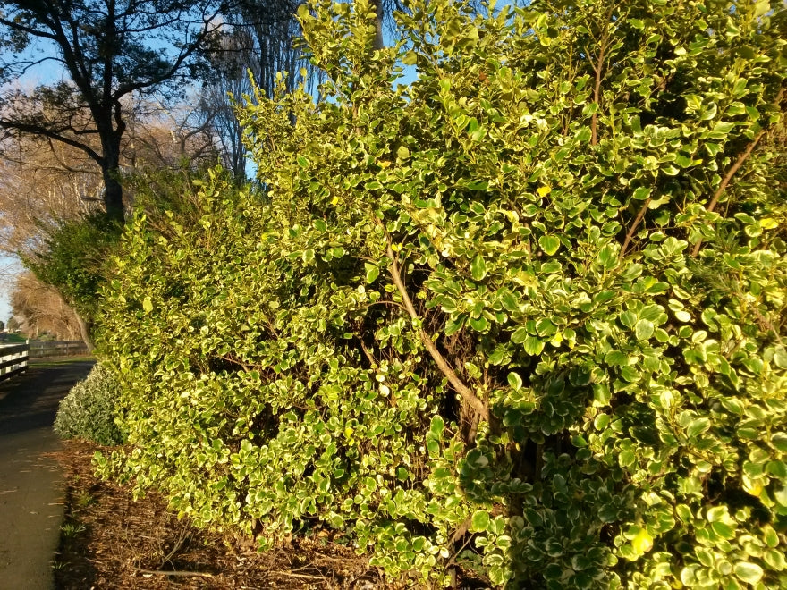 Griselinia Variegata