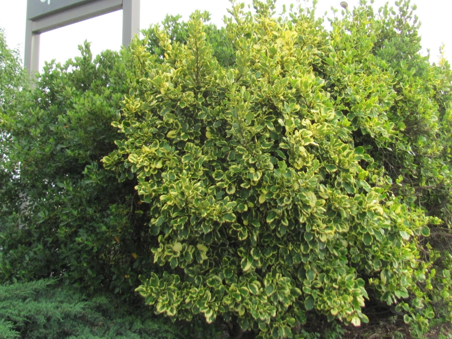 25x Variegated Broadleaf - $5.99 each