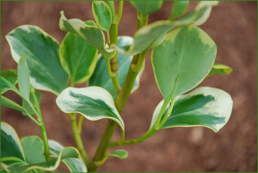 Griselinia Variegata