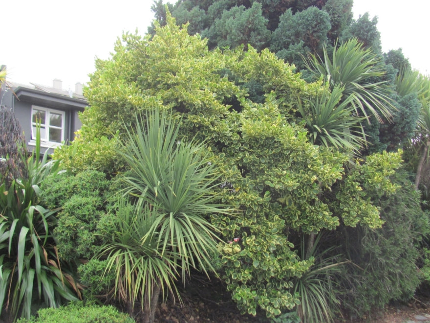 Griselinia Variegata