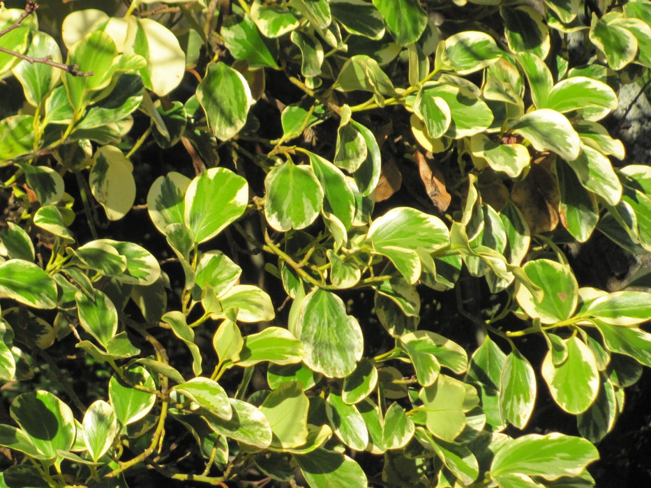25x Variegated Broadleaf - $5.99 each
