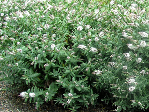 25x Hebe Albicans Recurva - $4.99 each