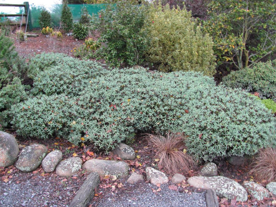 25x Hebe Albicans Recurva - $1.99 each