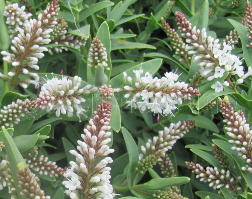 100x Hebe Albicans Recurva - $1.99 each