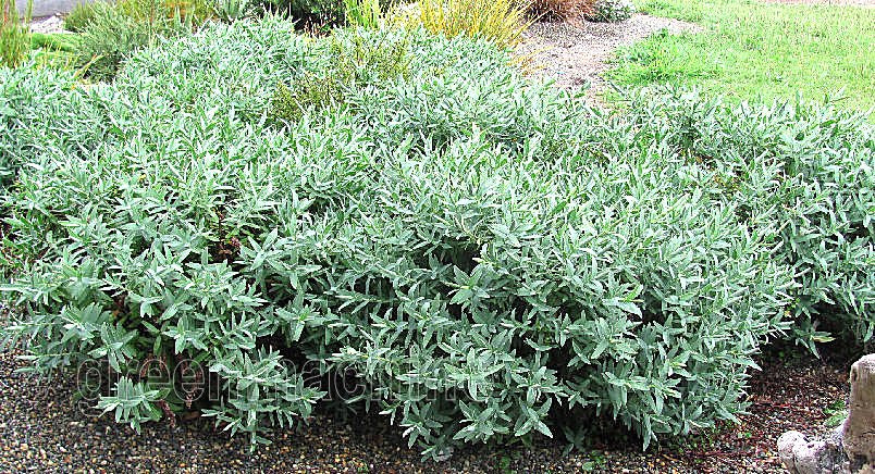 5x Hebe Recurva - $1.99 each