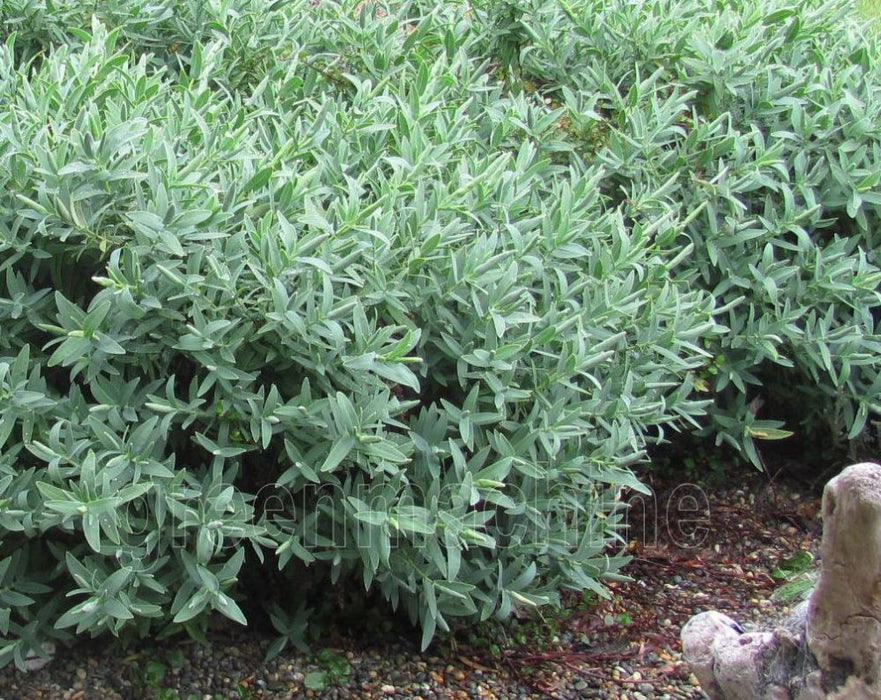 25x Hebe Albicans Recurva - $1.99 each