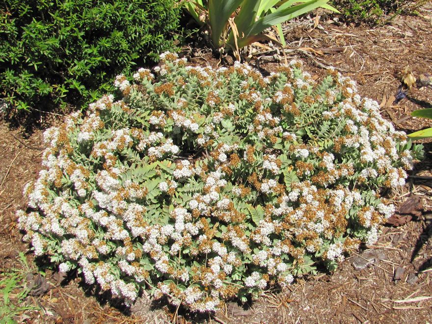 5x Hebe Allanii - $5.99 each