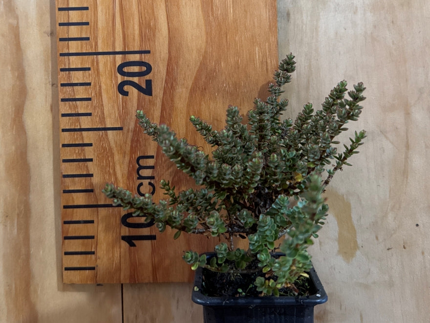 100x Hebe Buchananii - $3.99 each